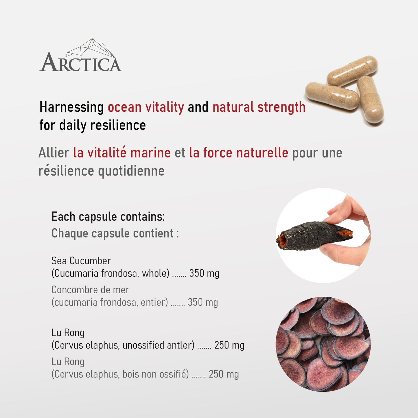 Sea Cucumber & Pilose Antler Complex Capsule, Blood Vigor, 600 mg × 120 caps