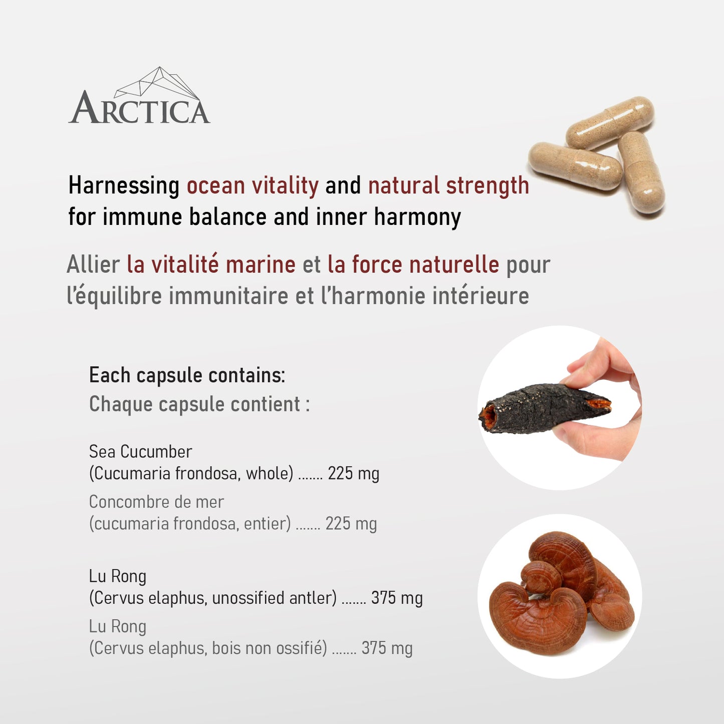 Sea Cucumber & Reishi Complex Capsule, Liver Vigor, 600 mg × 120 caps