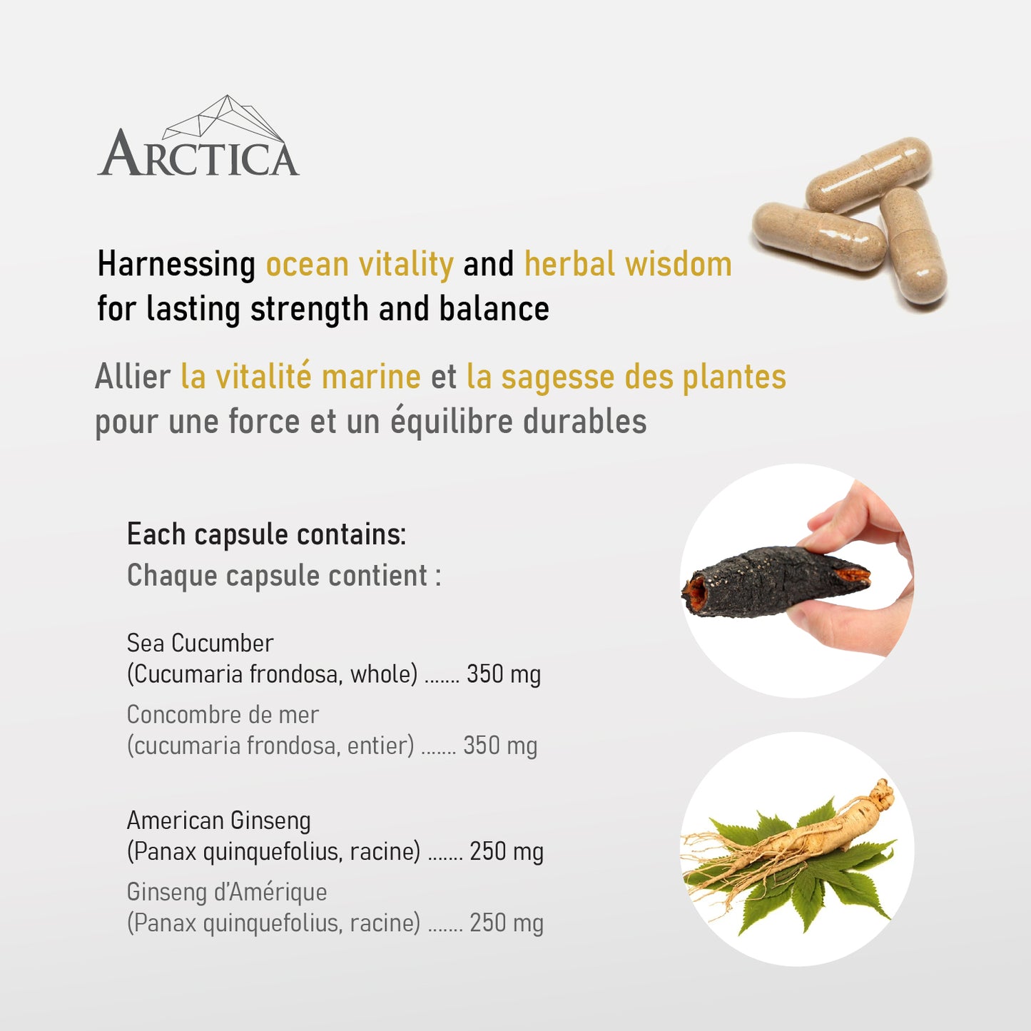 Sea cucumber & American Ginseng Complex Capsule, Immune System, 600 mg × 60 caps